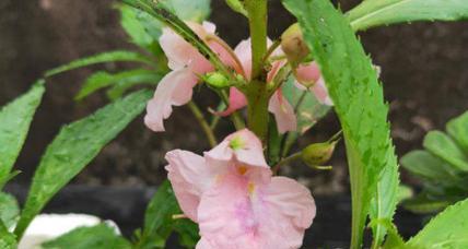 凤仙花——花开如锦，花语传神（凤仙花的花语及其象征意义）