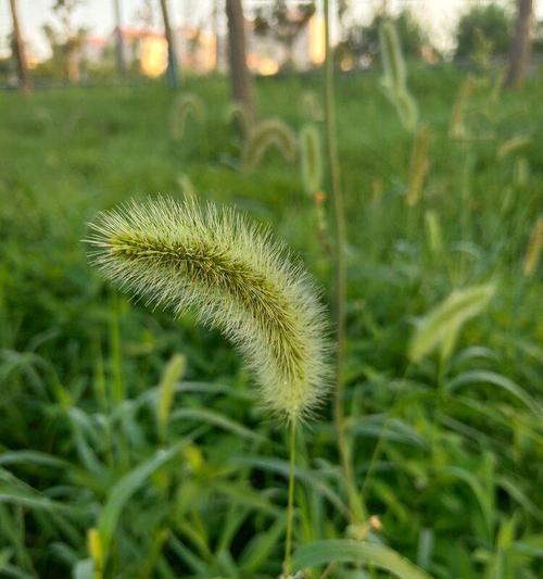 狗尾巴草的花语（狗尾巴草的花语传递着深厚情感）