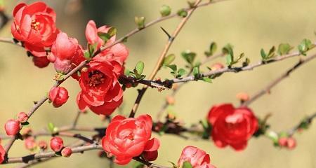 海棠花的花语及其含义（探寻海棠花背后的美丽寓意）