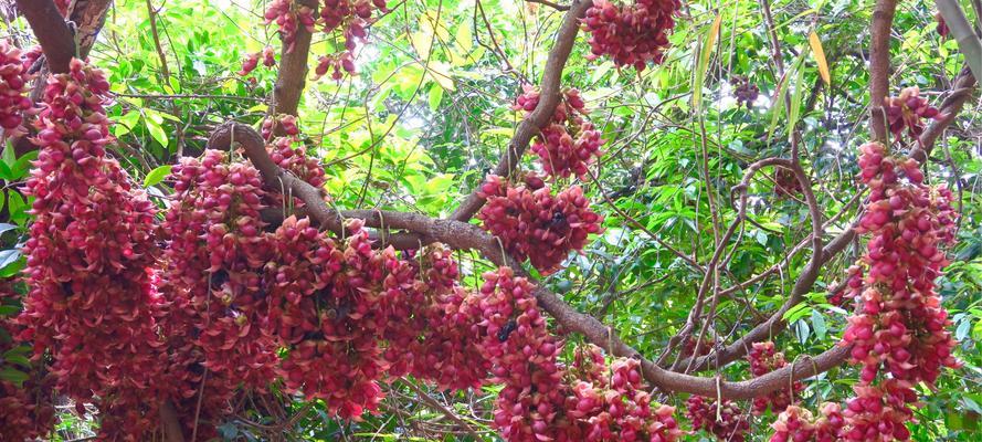 禾雀花（传递幸福与希望的鲜花）