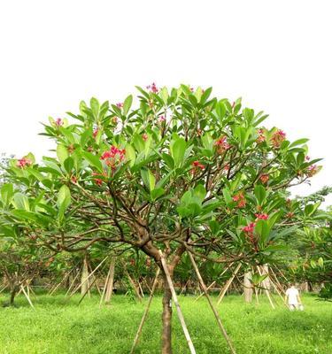 以假植苗（揭秘植苗行业黑暗）