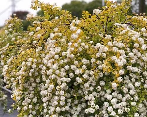 菱叶绣线菊的花语及其象征意义（揭示菱叶绣线菊花语的美丽秘密）