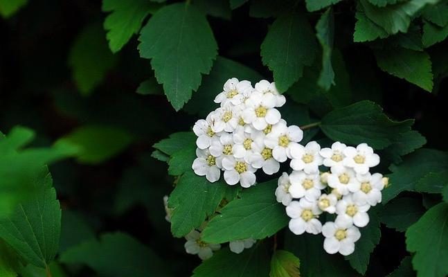 麻叶绣线菊花语的深意（以麻叶绣线菊的花语探寻人生的真谛）