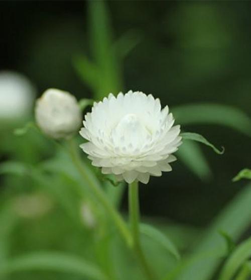 麦秆菊的花语与意义（揭开麦秆菊花语的神秘面纱——用花语传递情感的艺术）