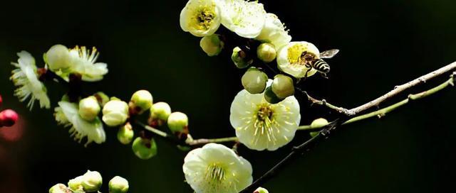 梅花花语的美丽传承（梅花的花语和象征意义探析）