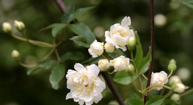 木香花的花语及其象征意义（探寻木香花的花语）