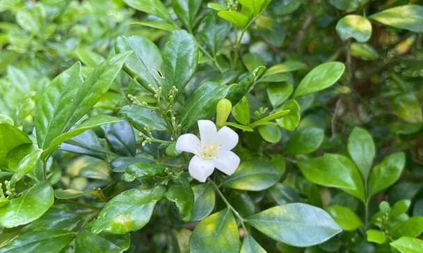 七里香的花语与意义（探寻七里香花所传递的情感与祝福）