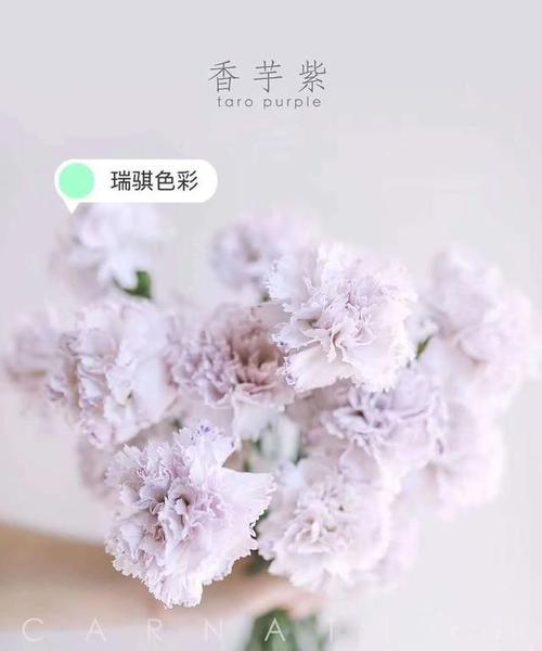 水晶草花语-揭开自然之美的奥秘（揭示水晶草花语）