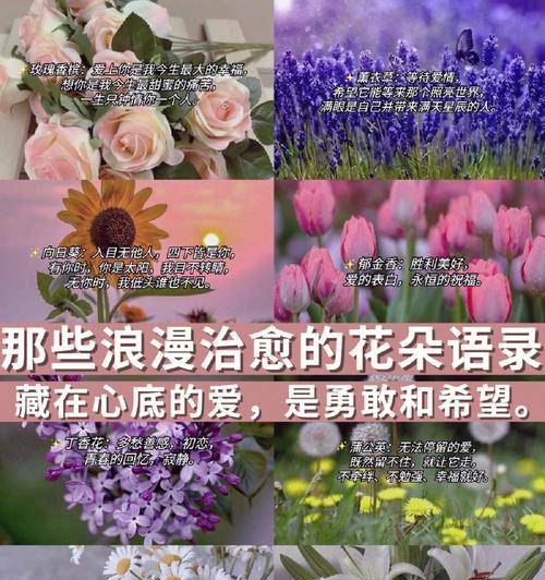 鲜花的花语（以花开的心愿）