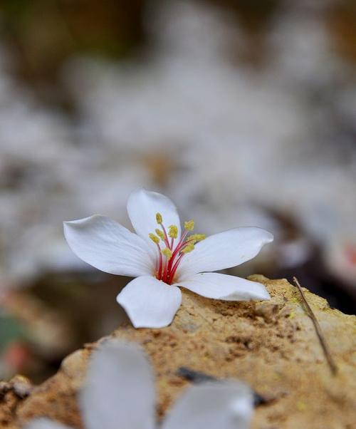 以油桐花的花语是什么（揭秘油桐花所代表的含义和象征）