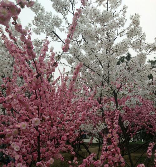 以榆叶梅之花语（榆叶梅花语解读与传承）