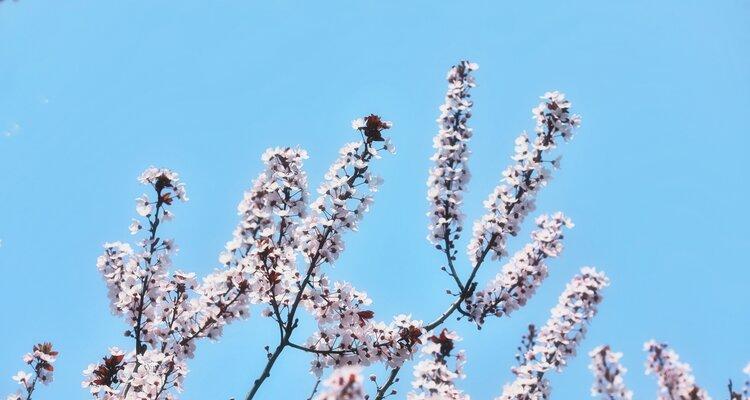 紫叶李的花语之美——赋予生命以希望（秋日飘香恬静如梦悦目迷人）