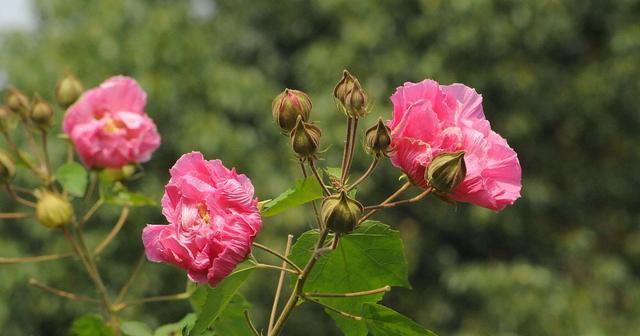 芙蓉花的花语（解读芙蓉花的神秘语言）