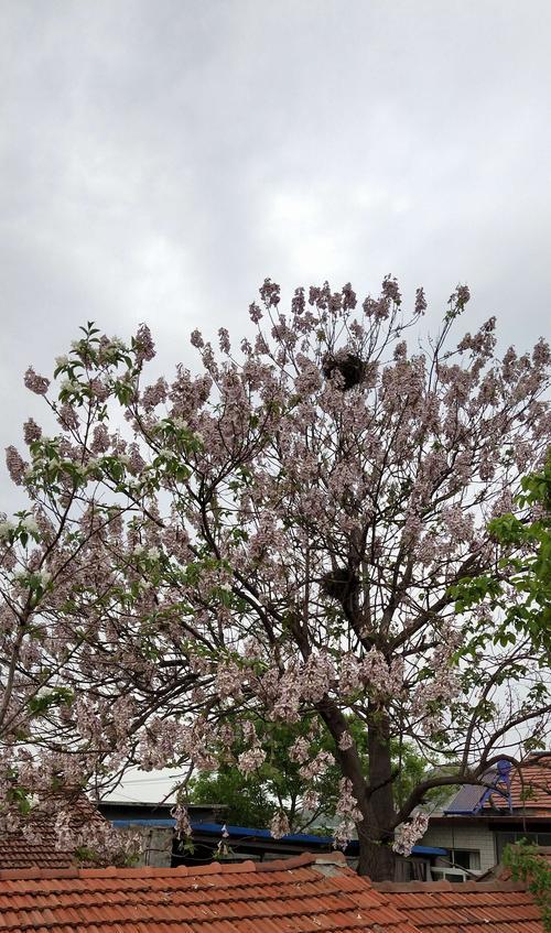 梧桐花的寓意和营养价值（探秘梧桐花的美丽与益处）