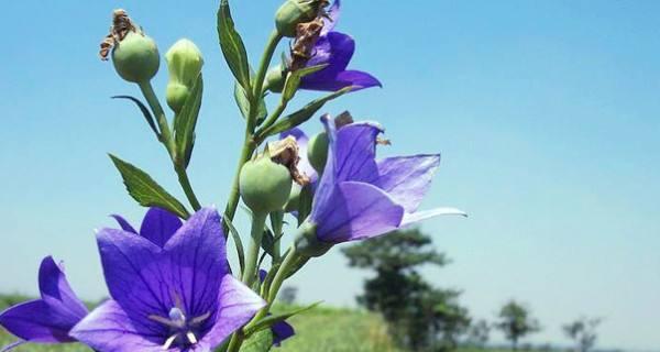 夏日花园中的璀璨花卉（迎接夏天的15种植物及其鲜艳色彩）