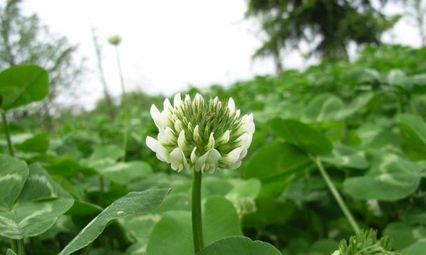 自信之花——探秘象征自信的植物世界（从自然中汲取力量）