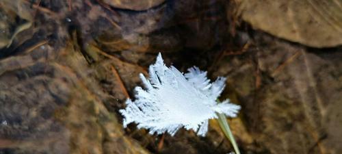 雪莲花（执着向上的力量与生命的奇迹）