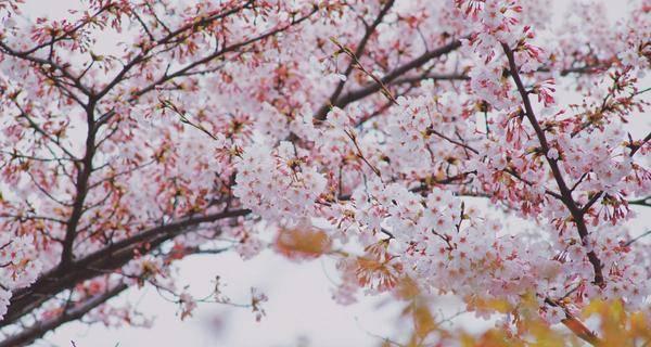 樱花与十二生肖的奇妙象征（以樱花为纽带）