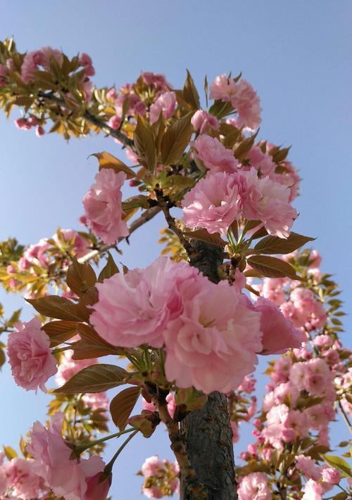 樱花（美丽绽放）