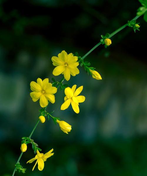 春天的使者——迎春花的花语与传说（迎春花的寓意与神话故事）