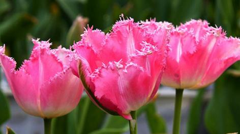 郁金香花的意义及象征（郁金香花的文化背景和象征意义）