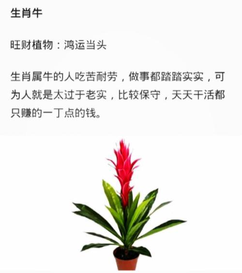 植物代表生肖的奇妙意义（探寻植物与生肖的神秘联系）