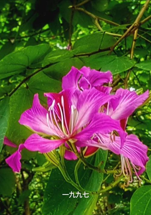 珠海市花——红花掌中菊（寓意丰富的珠海之花）