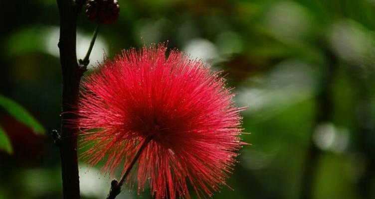 朱缨花（探秘朱缨花的花语及其代表意义）