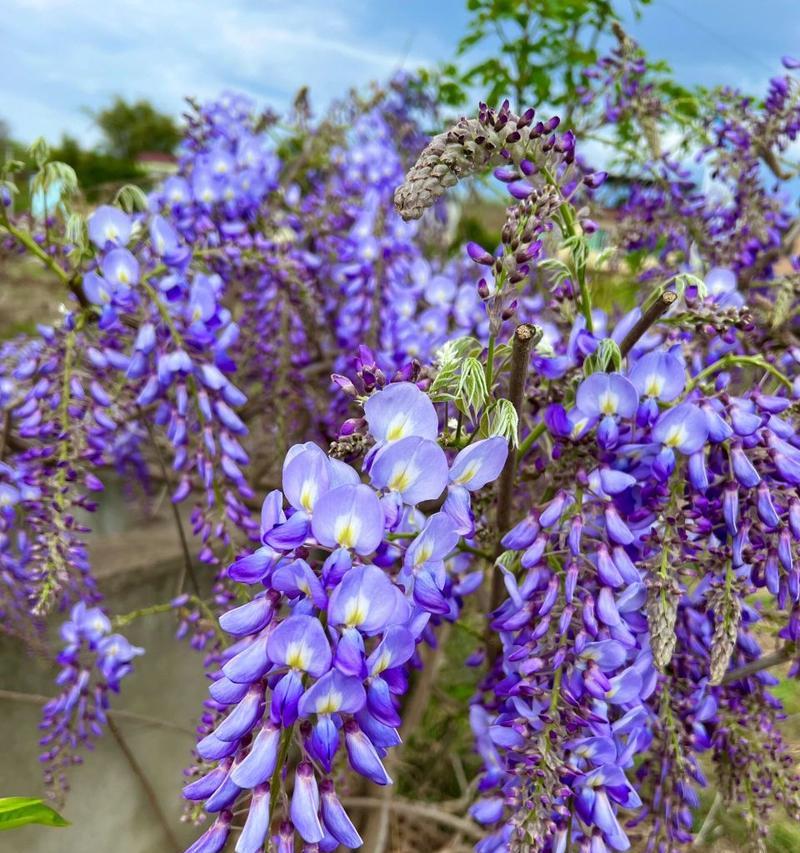 紫藤花（探秘紫藤花的传说故事与象征意义）