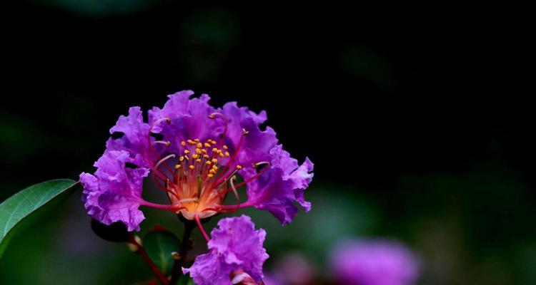 紫薇花的花语与传说（花开如紫薇）