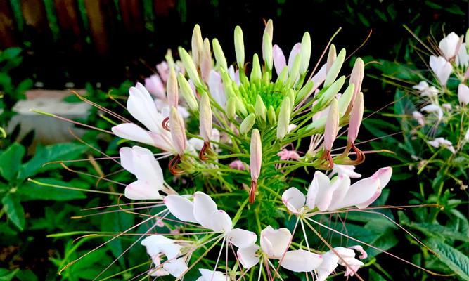 醉蝶花（探索醉蝶花花语与寓意）