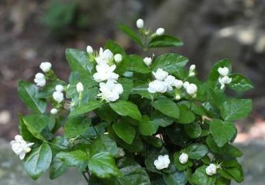 茉莉花的象征意义与美丽魅力（探寻茉莉花的文化内涵及其在人们心中的位置）