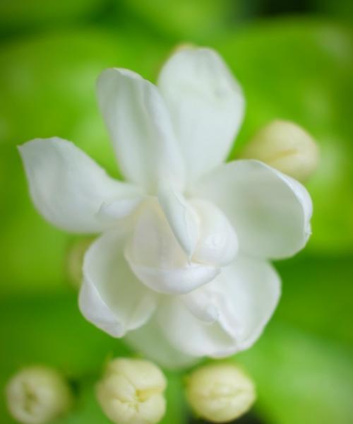 茉莉花的花语与赠送对象（茉莉花的花语及适宜送人的场合）