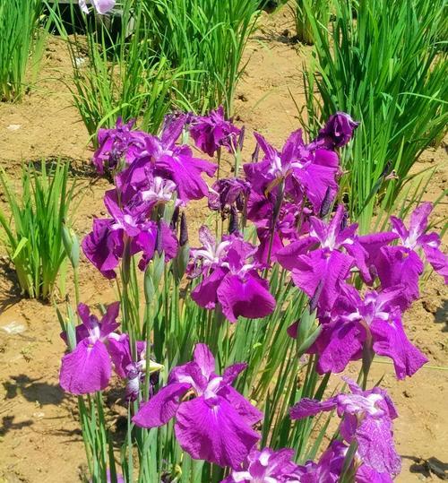 菖蒲花的花语与寓意——传说中的神圣之花（神秘与高贵的菖蒲花）