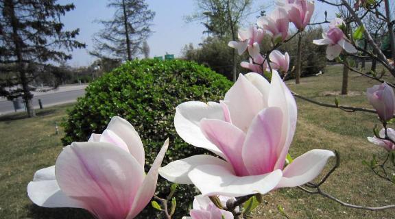 芙蓉树的花语与意义（探寻芙蓉树的内涵与象征）