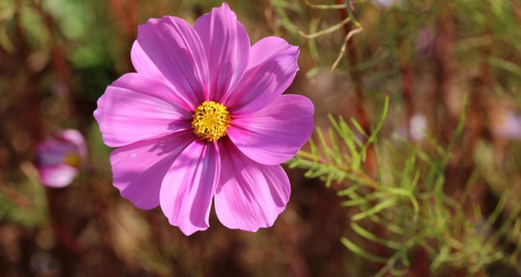 格桑花的花语与寓意（探索格桑花的含义与象征）