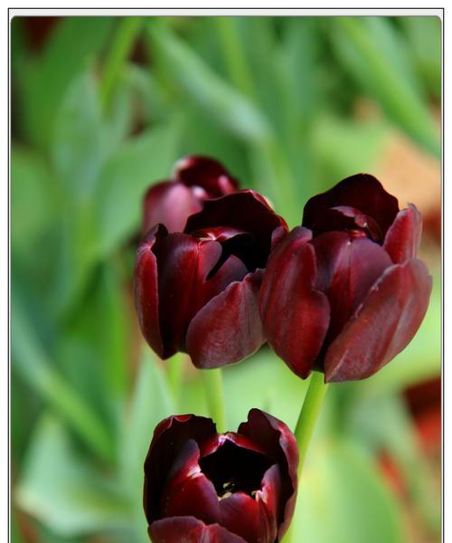 郁金香花语之美（花开花落）