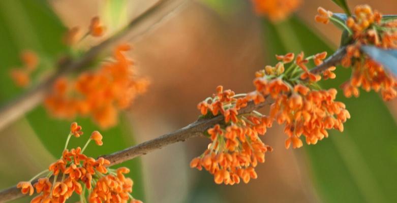 家里种桂花的寓意——以芬芳生活，积极向上（桂花香满家）