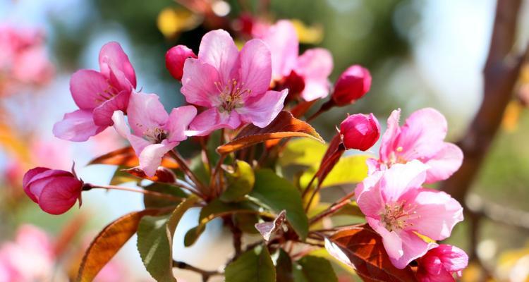 四季海棠花语的秘密（解读四季海棠花的花语）