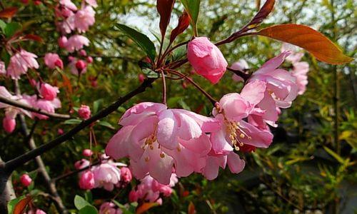 海棠花的花语与寓意（花开淡雅）