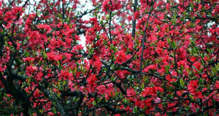 海棠花（以花寓意）