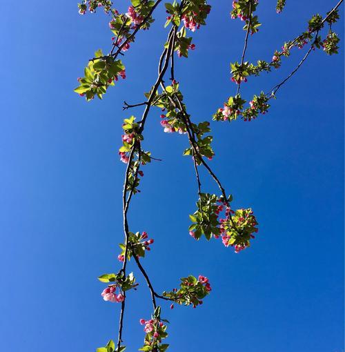 海棠花的寓意与象征（传承千年的花语之美）