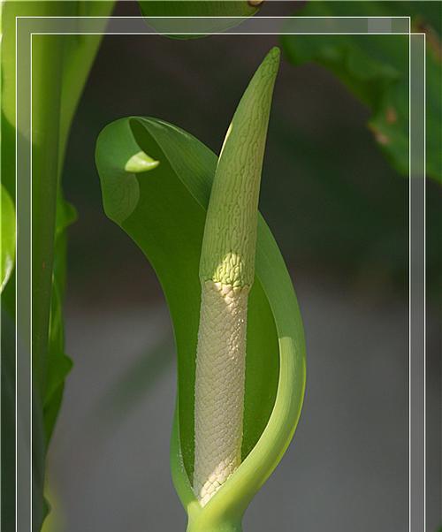 海芋花的花语与意义（探索海芋花的神秘花语）