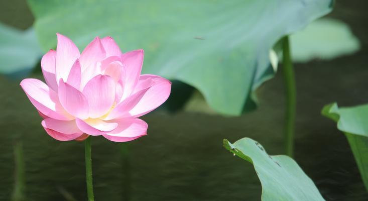 荷花（荷花代表的美丽与坚韧）