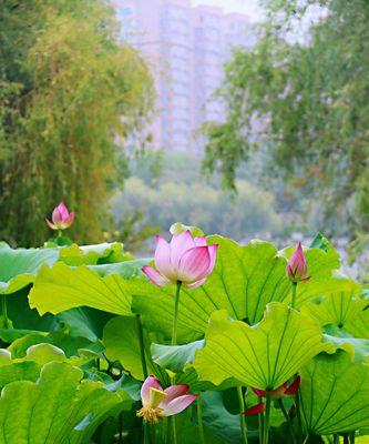 荷花的花语与美丽寓意（从寂静中绽放出的生命之花）