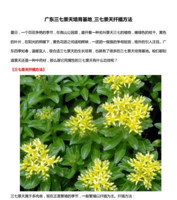 三叶青的种植与养护（掌握正确的种植技巧）