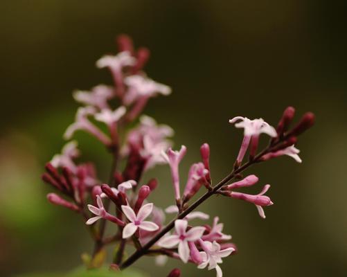 以花叶丁香的花语为主题的文章（传递情感的美丽花卉——花叶丁香）