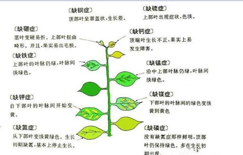 散尾葵的上盆与养护技巧