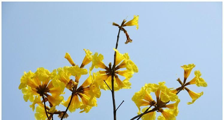 黄花风铃木的花语与寓意（探究黄花风铃木的花语及其象征意义）