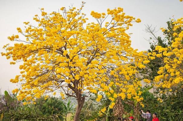 黄花风铃木（寓意深远的黄花风铃木）